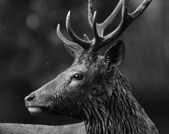 The Sentinel - Red Deer Print, British Wildlife Photography, Black and White Portrait, Roscatography