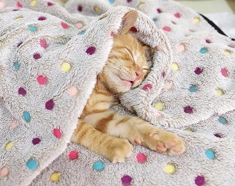 different types of fighter fish