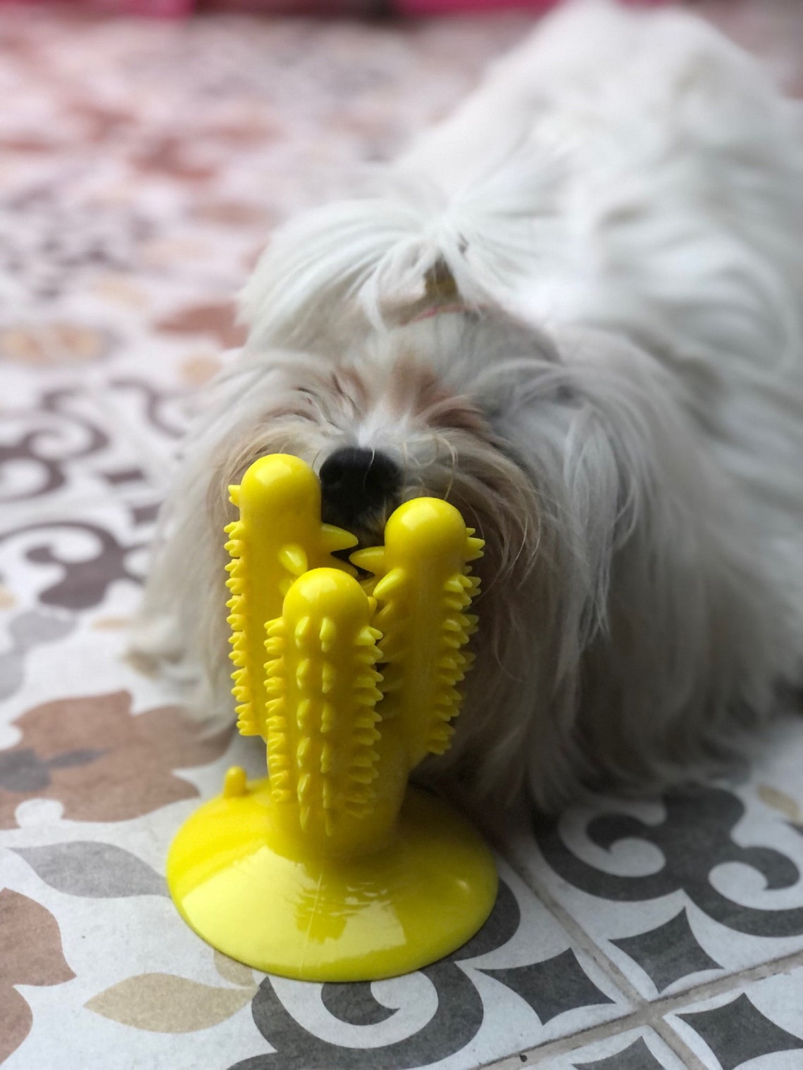 Cactus Toys for Dogs Interactive Toy Teeth Cleaning Dog Etsy