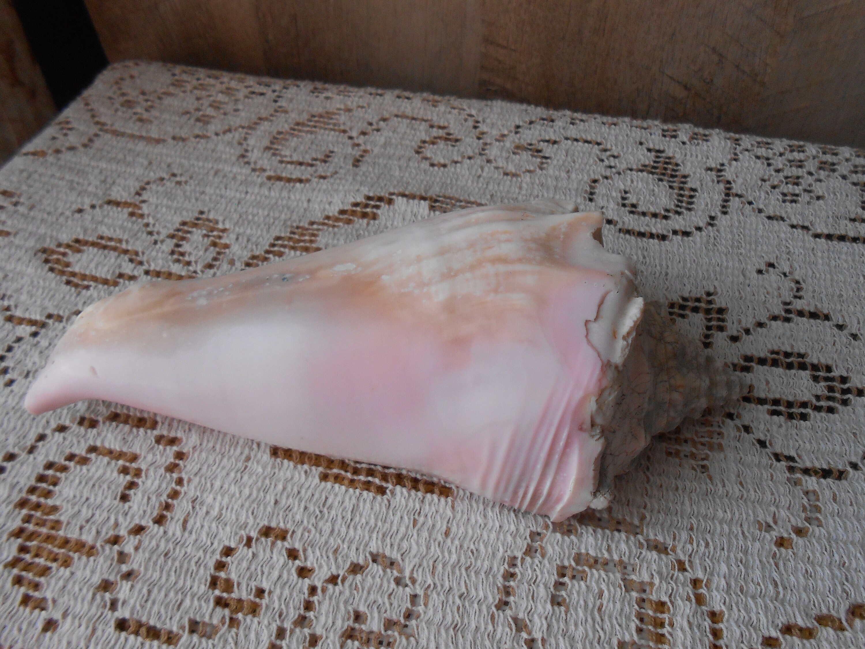 Large Pink Conch Shell Beautiful Etsy Ireland