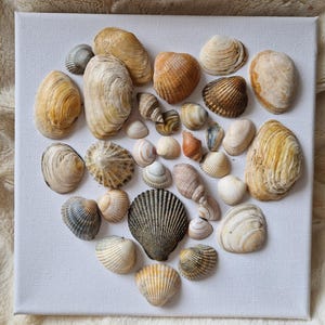 Shell canvas, shell artwork, shell picture, seashell artwork, seashell canvas.