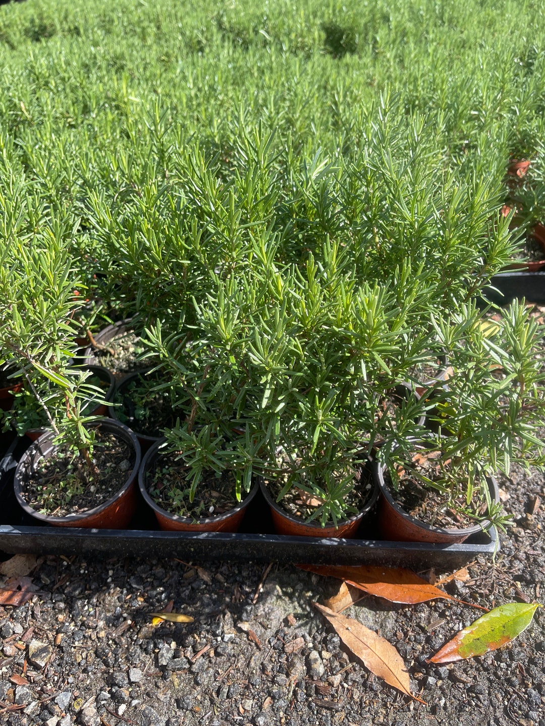 20pk 4 Rosemary Fresh Herb Plant Wholesale BULK Etsy
