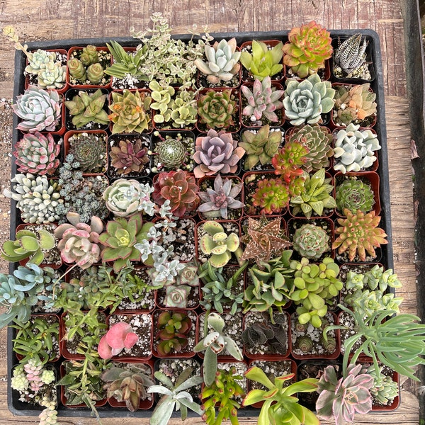 64pk 2’’ BULK WHOLESALE  Mini Succulents 64 Different Types !!