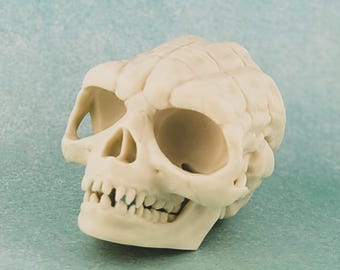 3D Printed Star Wars Yoda Skull | Articulated Fossil Skull
