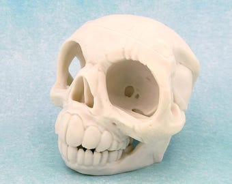 3D Printed Star Wars Ewok Skull | 4" Sci-Fi Monster Skull | Unique Gift for Star Wars Fans & Collectors