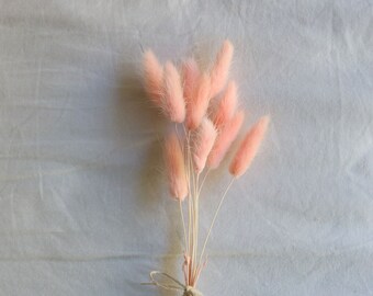 Dried Pink Bunny Tails