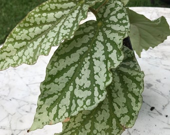 Rare Collectable Hybrid Angel Wing Begonia “Avalanche”