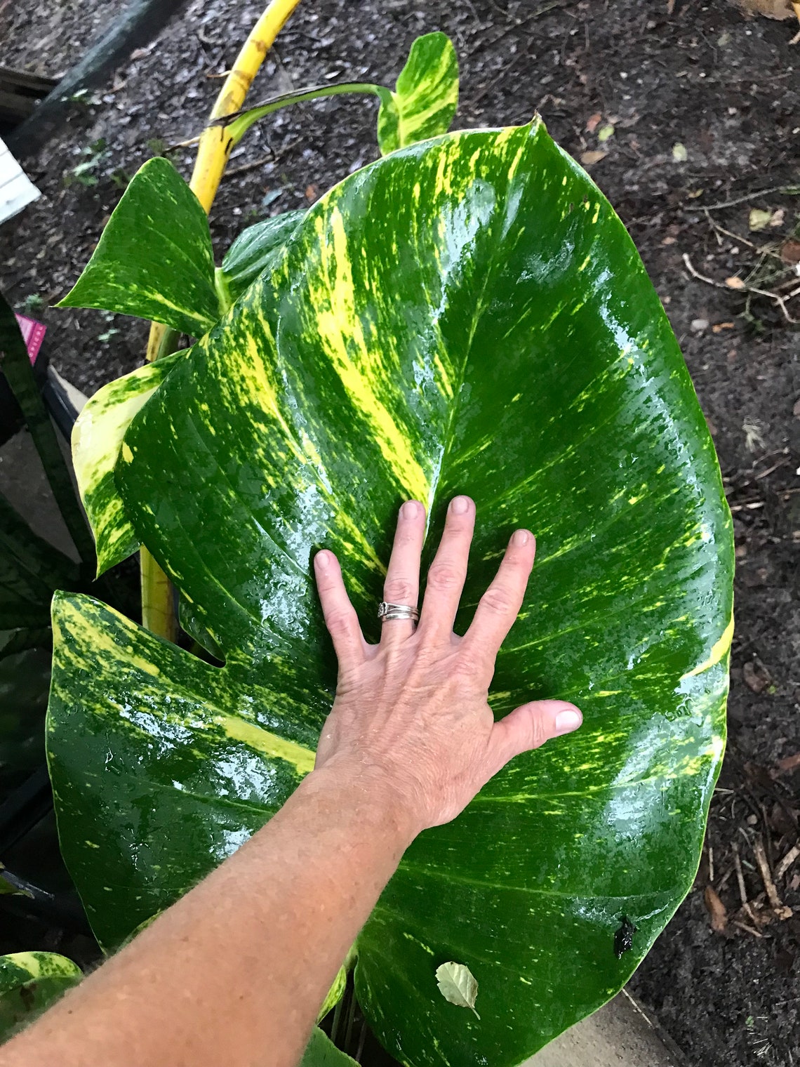 Golden Pothos Vs Hawaiian Pothos