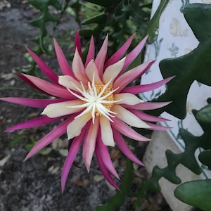 Rare Selenicereus Anthonyanus/Fish Bone/ Zig Zag/ Ric Rac cactus