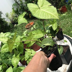 Arrowhead Plant/ Syngonium Podophyllum/ AKA Goosefoot/ African Evergreen/ American Evergreen 4” Rooted starter