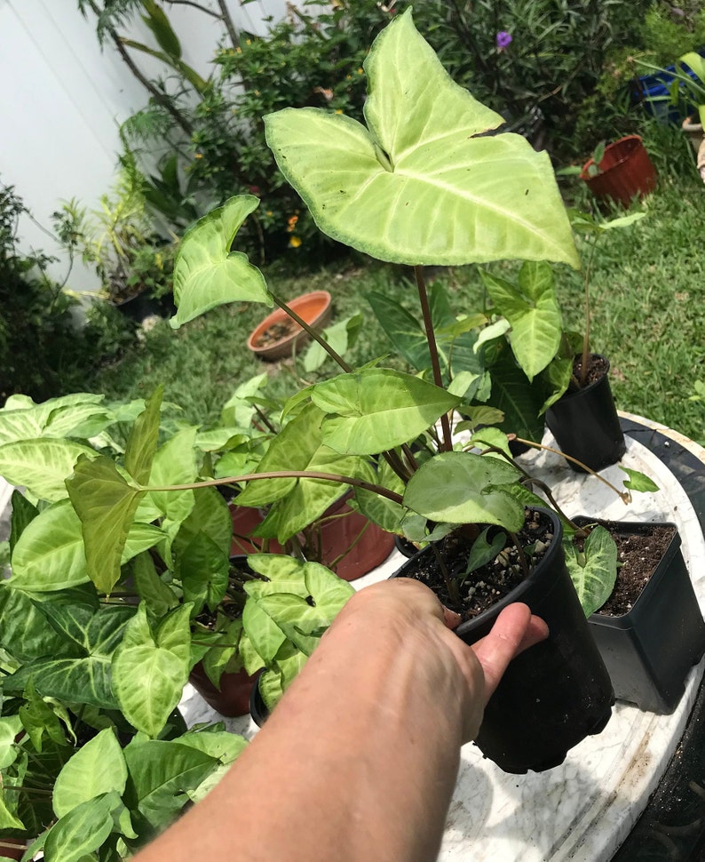 Arrowhead Plant/ Syngonium Podophyllum/ AKA Goosefoot/ African Evergreen/ American Evergreen 4” Rooted starter