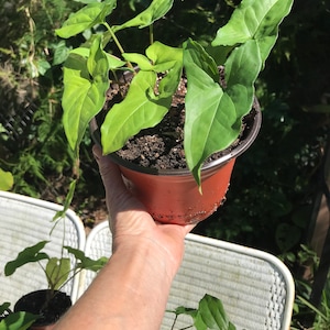 Syngonium Neglectum