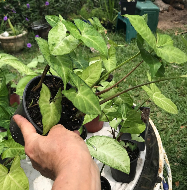 Arrowhead Plant/ Syngonium Podophyllum/ AKA Goosefoot/ African Evergreen/ American Evergreen image 5