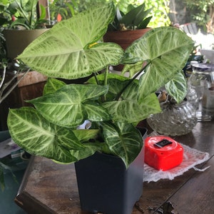 Arrowhead Plant/ Syngonium Podophyllum/ AKA Goosefoot/ African Evergreen/ American Evergreen 6”Rooted Starter