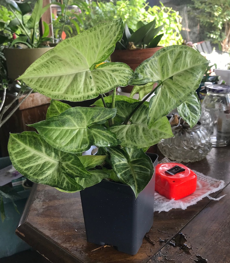 Arrowhead Plant/ Syngonium Podophyllum/ AKA Goosefoot/ African Evergreen/ American Evergreen 6”Rooted Starter