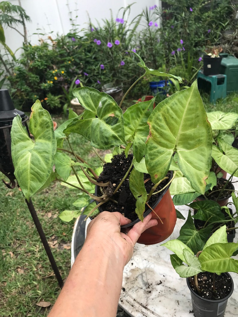 Arrowhead Plant/ Syngonium Podophyllum/ AKA Goosefoot/ African Evergreen/ American Evergreen image 10