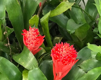 Flaming Torch bromeliad Vase Plant