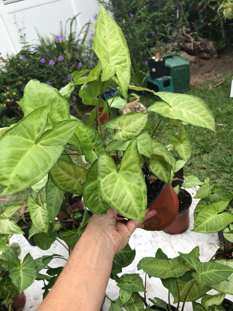 Arrowhead Plant/ Syngonium Podophyllum/ AKA Goosefoot/ African Evergreen/ American Evergreen image 9