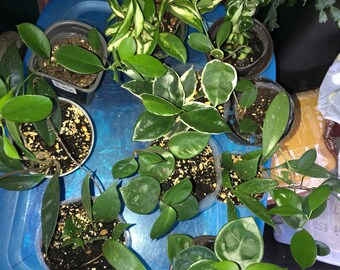 Rooted Hoya Starter Babies: Cummingiana, Chelsea, Pubicalyx Splash, Tricolor Chelsea, Rubra, Carnosa  Princess Splash, Compacta/Hindu Rope