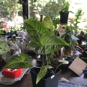 Arrowhead Plant/ Syngonium Podophyllum/ AKA Goosefoot/ African Evergreen/ American Evergreen image 4