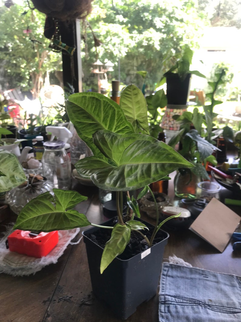 Arrowhead Plant/ Syngonium Podophyllum/ AKA Goosefoot/ African Evergreen/ American Evergreen image 4