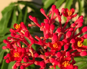 Coral Bush/ Jatropha Multifida/ Young Euphora starter plant