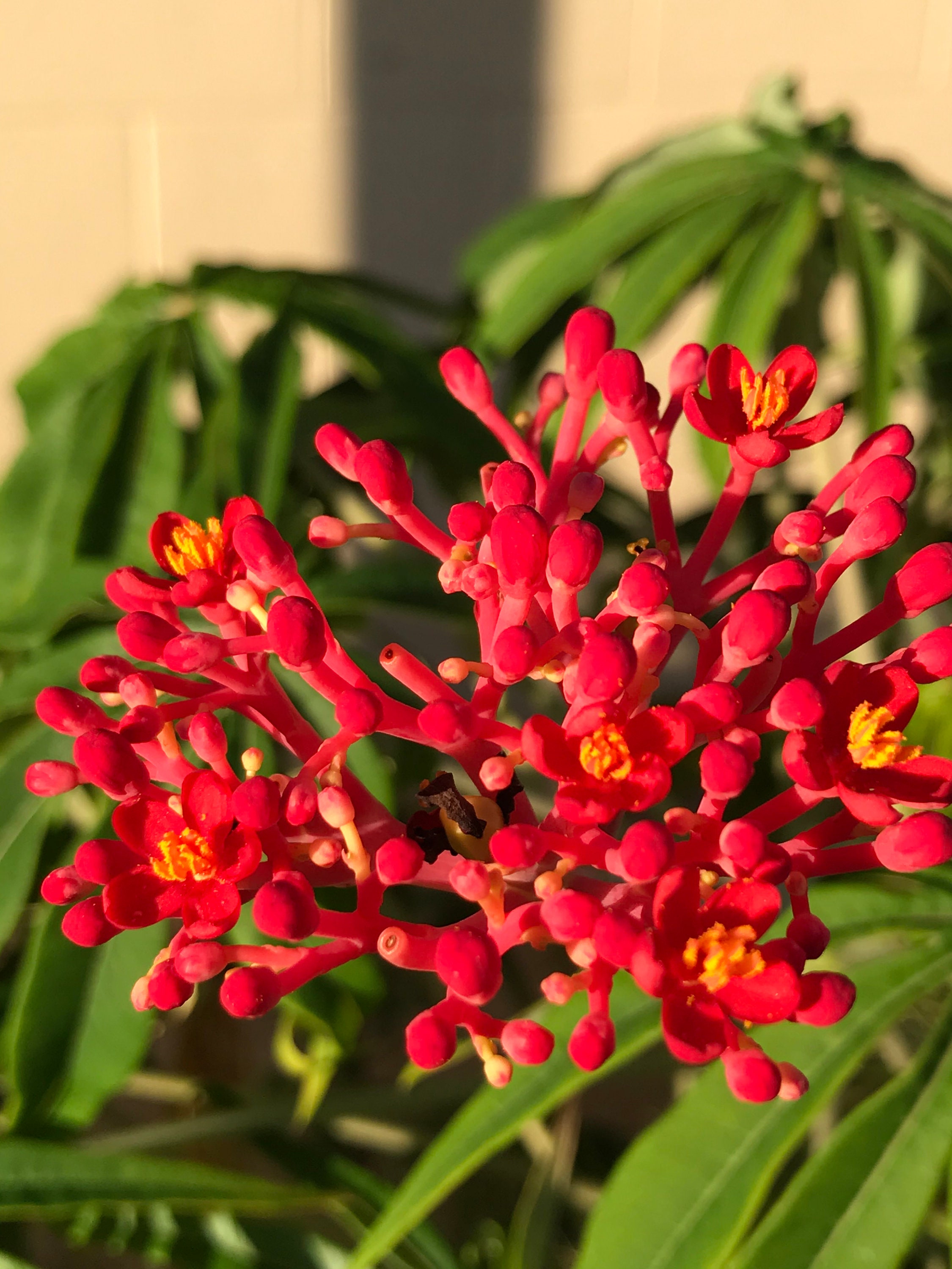 6" Pot Jatropha Multifida Coralbush Succulent 6" Pot Jatropha Multifida Coralbush Succulent