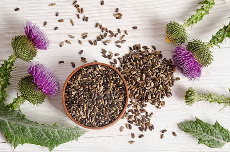 Milk Thistle Seeds Organic Seeds Medicinal Holistic Etsy