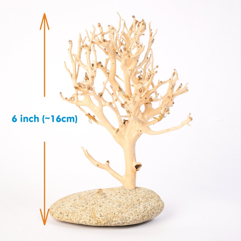 Aquarium Driftwood Aquarium Plants Driftwood Aquarium Etsy