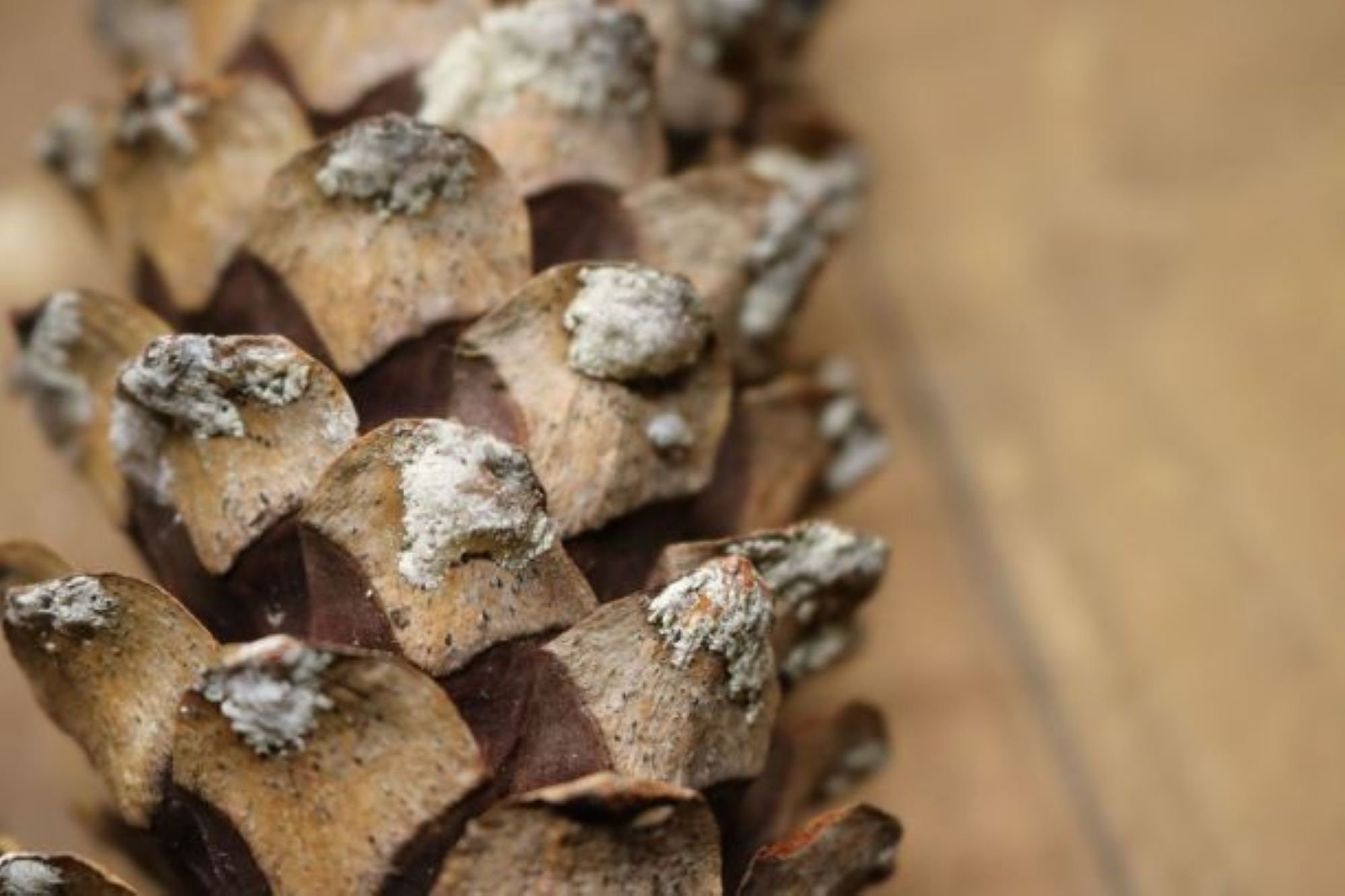 Western White Pine Cones similar to Sugar Pine Cones Etsy