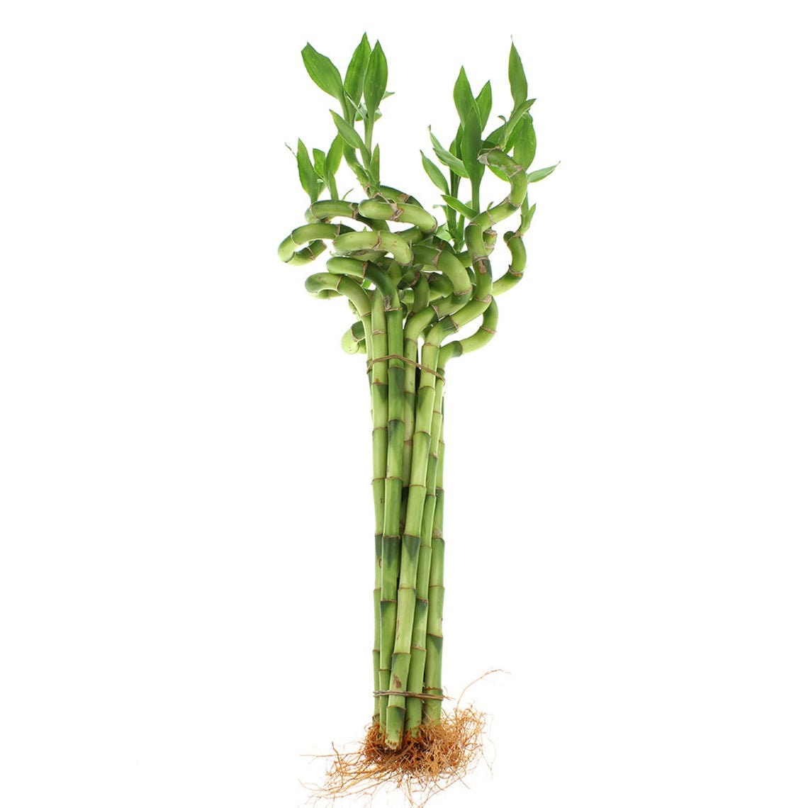 - Boundless Blessings: Spiral Lucky Bamboo To Promote Expansion And Harmony