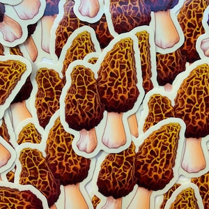 Morel Clear Backed Vinyl Sticker