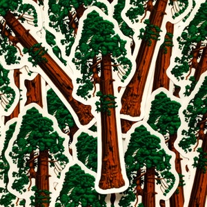 Clear die cut Sequoia Tree sticker