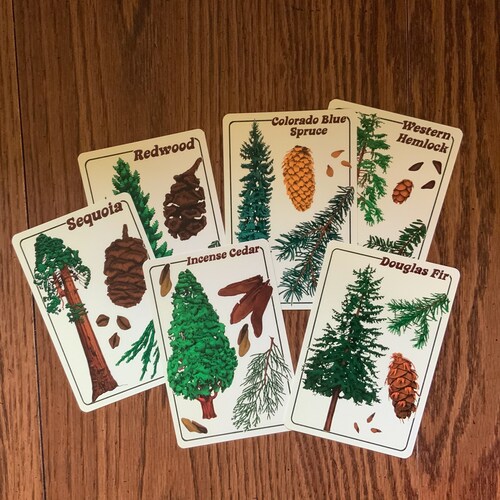 Illustrated Tree Identification Postcard Pack