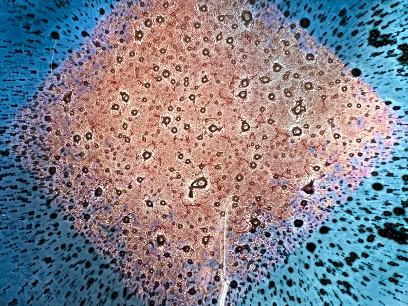 Sarah Broadhead Art Glass Pair of Coasters Handcrafted Glass Etsy