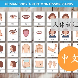 Chinese Human Body Anatomy 3-Part Montessori Cards, 人体词汇, Printable Chinese Flashcards for PreK preschoolers toddlers, Homeschooling