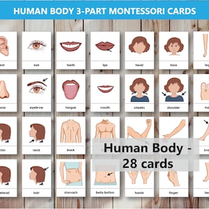 Human Body 3-Part Montessori Cards, Printable Anatomy Flashcards for PreK preschoolers toddlers, Homeschooling, Home-based learning