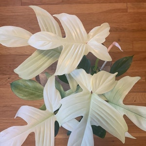 Philodendron Florida ghost huge leave us seller
