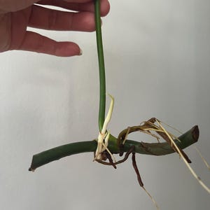 K&ouml;nnte beinhalten: Nahaufnahme eines gr&uuml;nen Pflanzenst&auml;ngels mit Wurzeln, die aus dem Boden wachsen. Der St&auml;ngel wird von einer Hand gehalten, und die Wurzeln sind vor einem wei&szlig;en Hintergrund sichtbar.