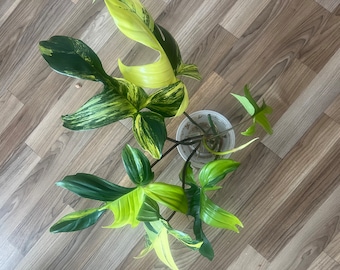 Philodendron Florida Schönheit US Verkäufer riesige Blätter
