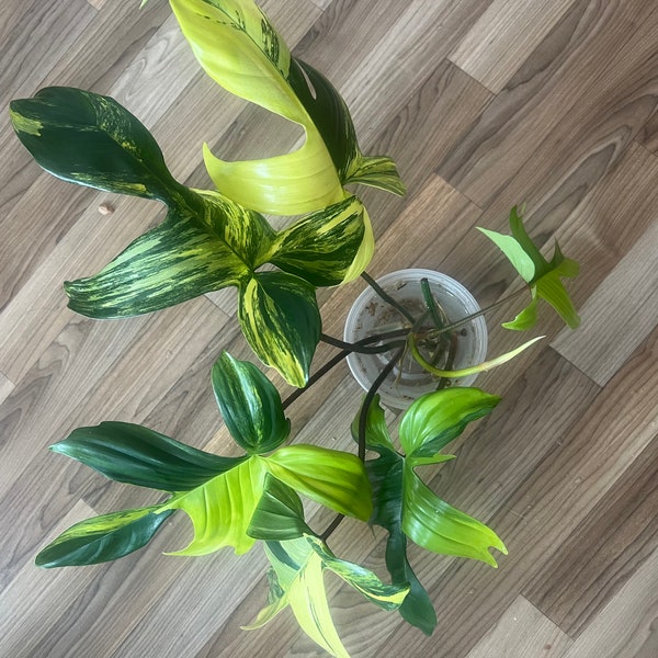 Philodendron Florida beauty venditore statunitense foglie enormi