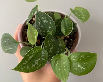 Scindapsus silver