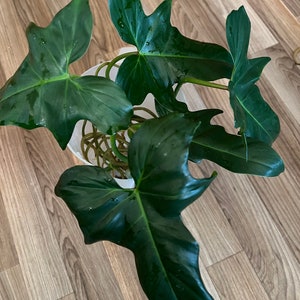 philodendron erubescens 'red emerald' Philodendron erubescens — Ecuagenera Orquídeas del Ecuador main image 0
