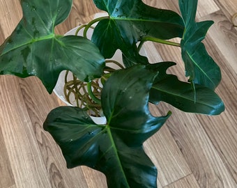 philodendron golden dragon cutting reverse US seller