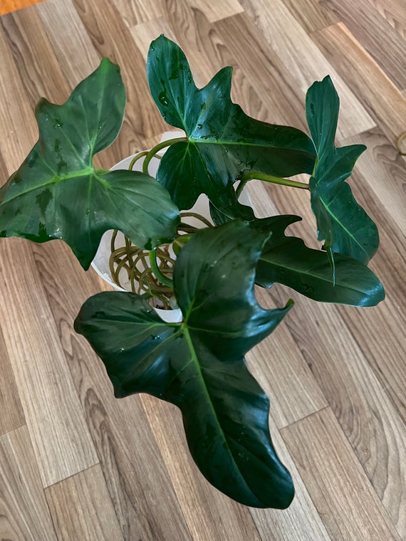 philodendron golden dragon cutting reverse US seller
