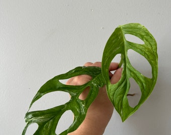 Monstera adansonii mint XL size us seller