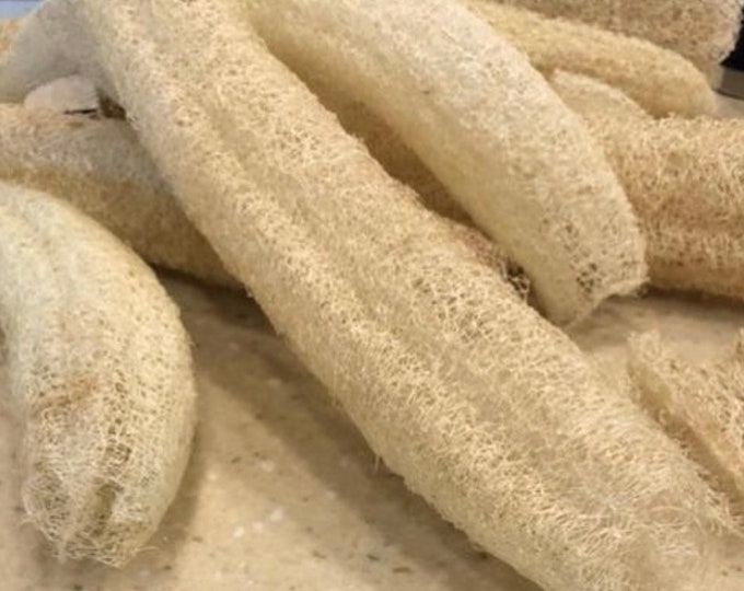 Loofah Seeds/25 Organically Grown Loofah Seeds/loofah/luffa/seed/garden