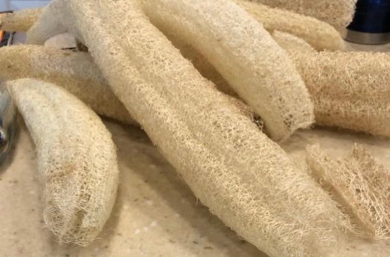 Loofah Seeds/25 Organically Grown Loofah Etsy