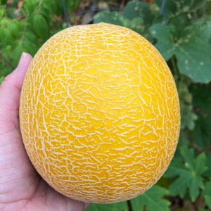 Galia Melon Seed/30 Galia Melon Seeds/Heirloom Melon Seed/Heirloom Seed/Galia Melon/Garden Seed/Rare Seed