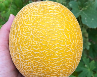 Galia Melon Seed/30 Galia Melon Seeds/Heirloom Melon Seed/Heirloom Seed/Galia Melon/Garden Seed/Rare Seed